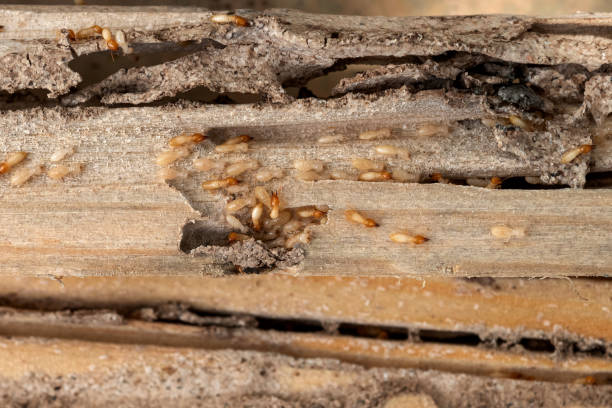 Reliable Decatur, MI Pest Control Solutions